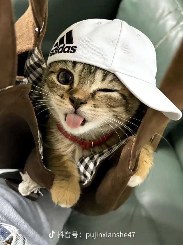 安柏